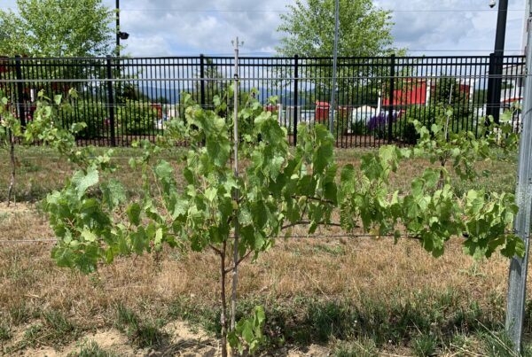 Growing Vines at Seven Birches