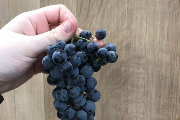 Cabernet Grapes Hand