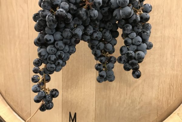 Cabernet Grapes/Barrel