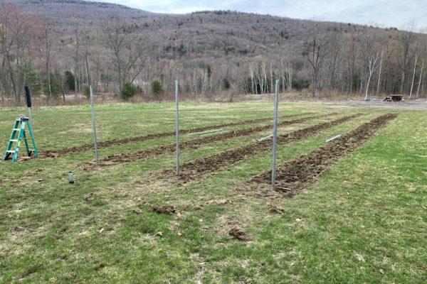 Rows are Tilled for Vineyard at Seven Birches Winery