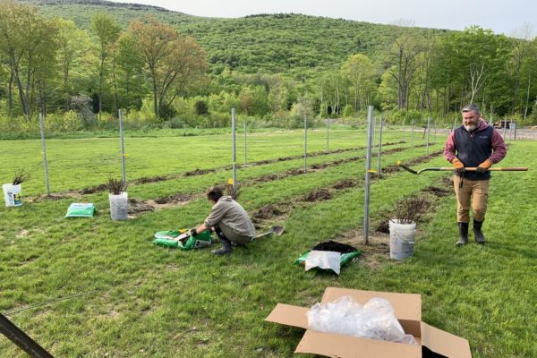 vines laid out at seven birches winery