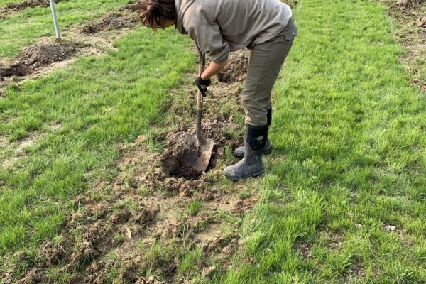 Jillian starts digging in the vineyard at Seven Birches