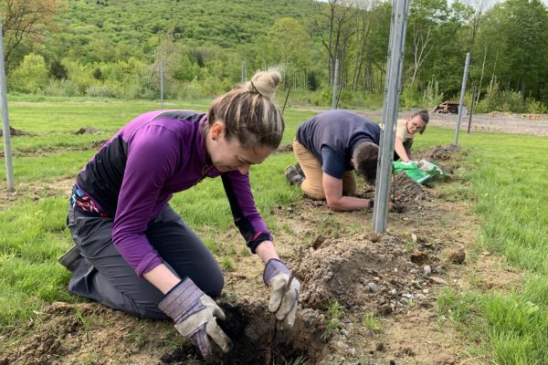 Planting the Vines at Seven Birches