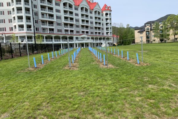 Vineyard at Seven Birches at RiverWalk Resort