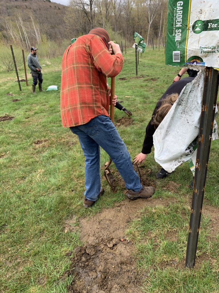 Adding Garden Soil to the Roots