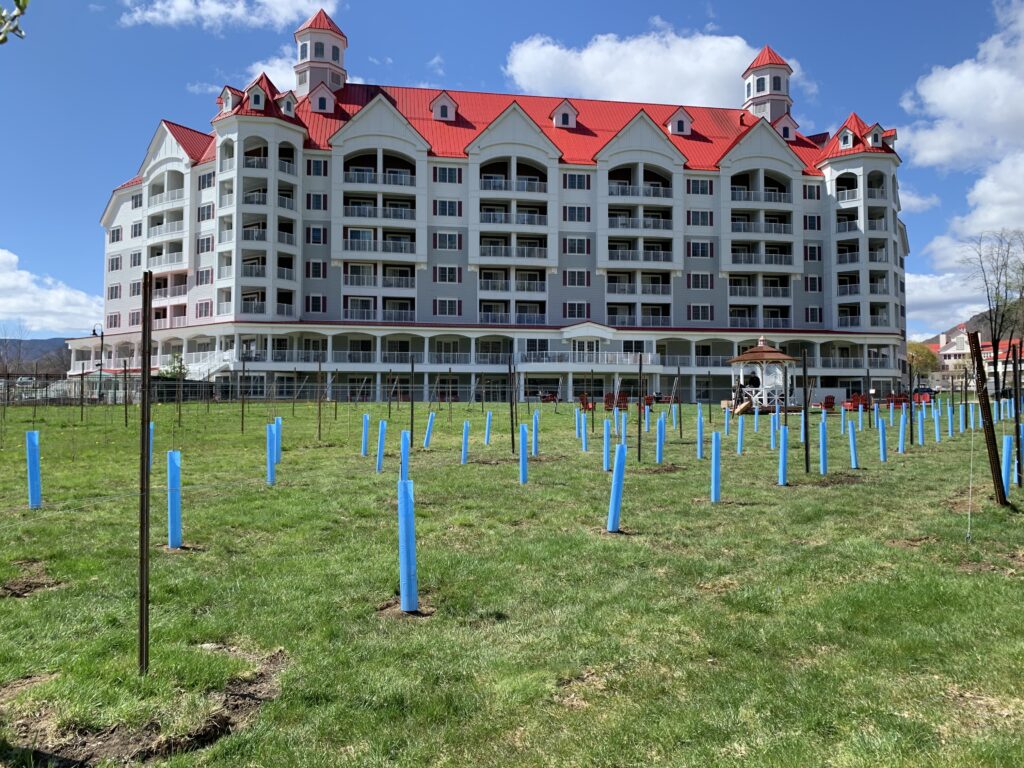 Spring 2021 Vineyard at Seven Birches