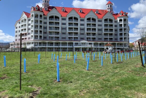 Spring 2021 Vineyard at Seven Birches