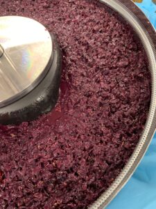 Pressing Red Grapes