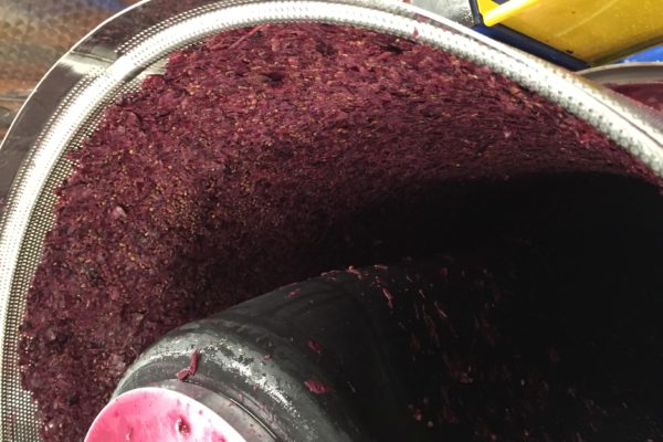 dry grapes inside the press