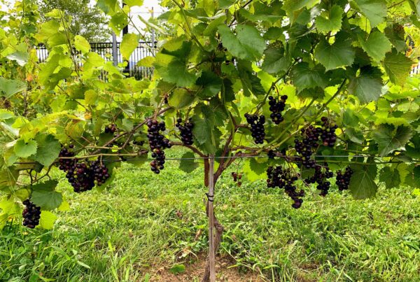 Red Grapes Vineyard at Seven Birches