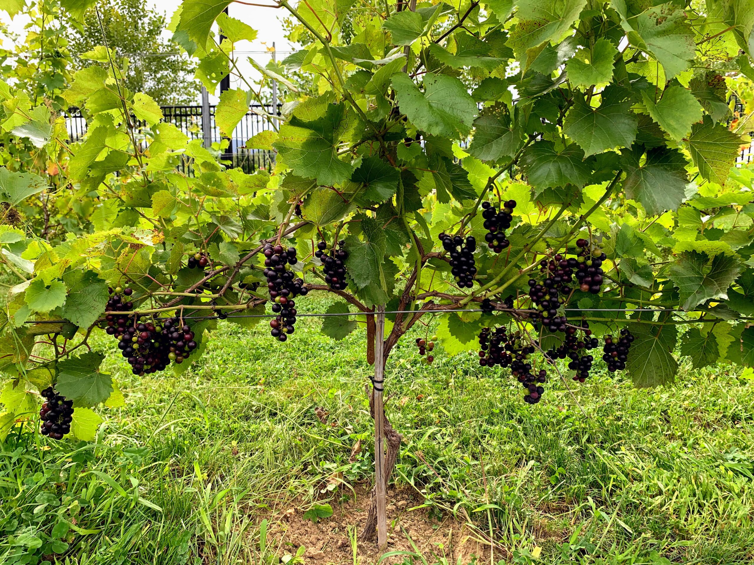 Red Grapes Vineyard at Seven Birches
