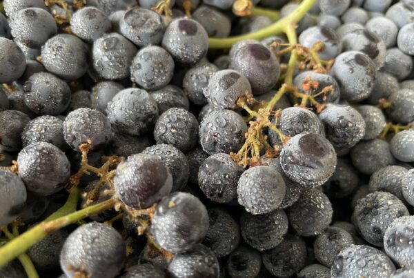 Fall 2021 Grape Harvest