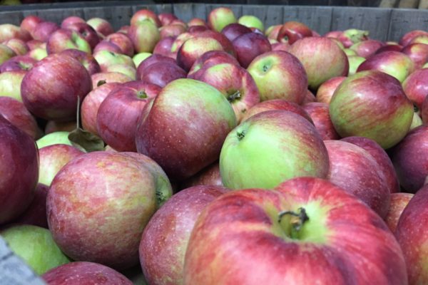 Apples from Windy Ridge Orchard