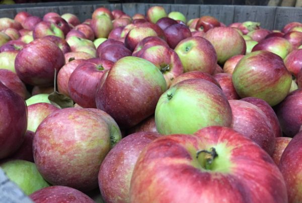 Apples from Windy Ridge Orchard