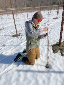 McKenna Pruning the Vineyard at Seven Birches