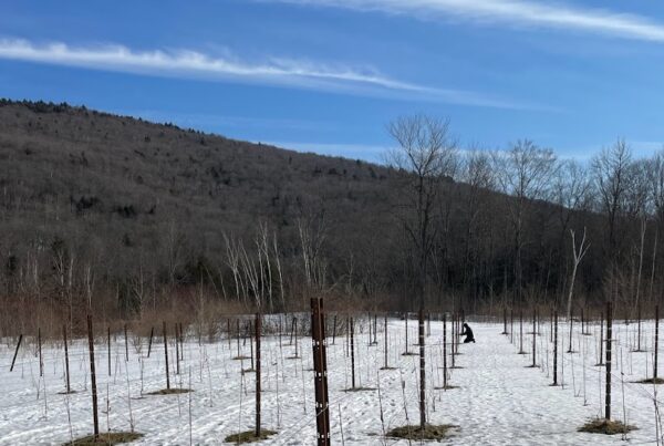 Pruning the Vineyard at Seven Birches