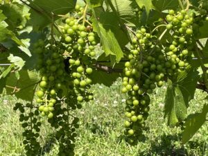 Marquette Grapes on the Vine Before Veraison