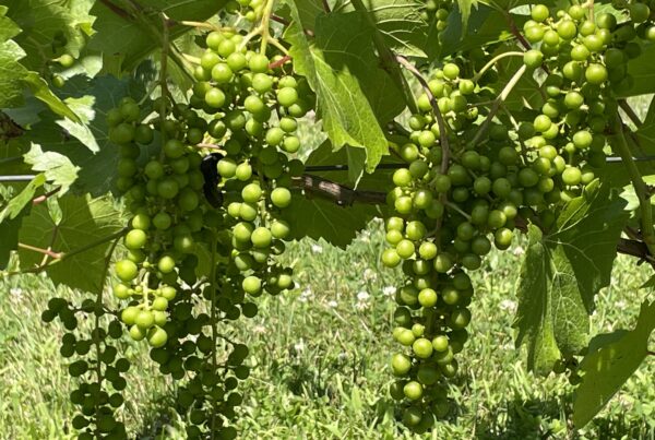 Marquette Grapes on the Vine Before Veraison