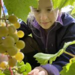 McKenna Harvest Vineyard at Seven Birches