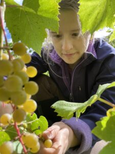 McKenna Harvest Vineyard at Seven Birches