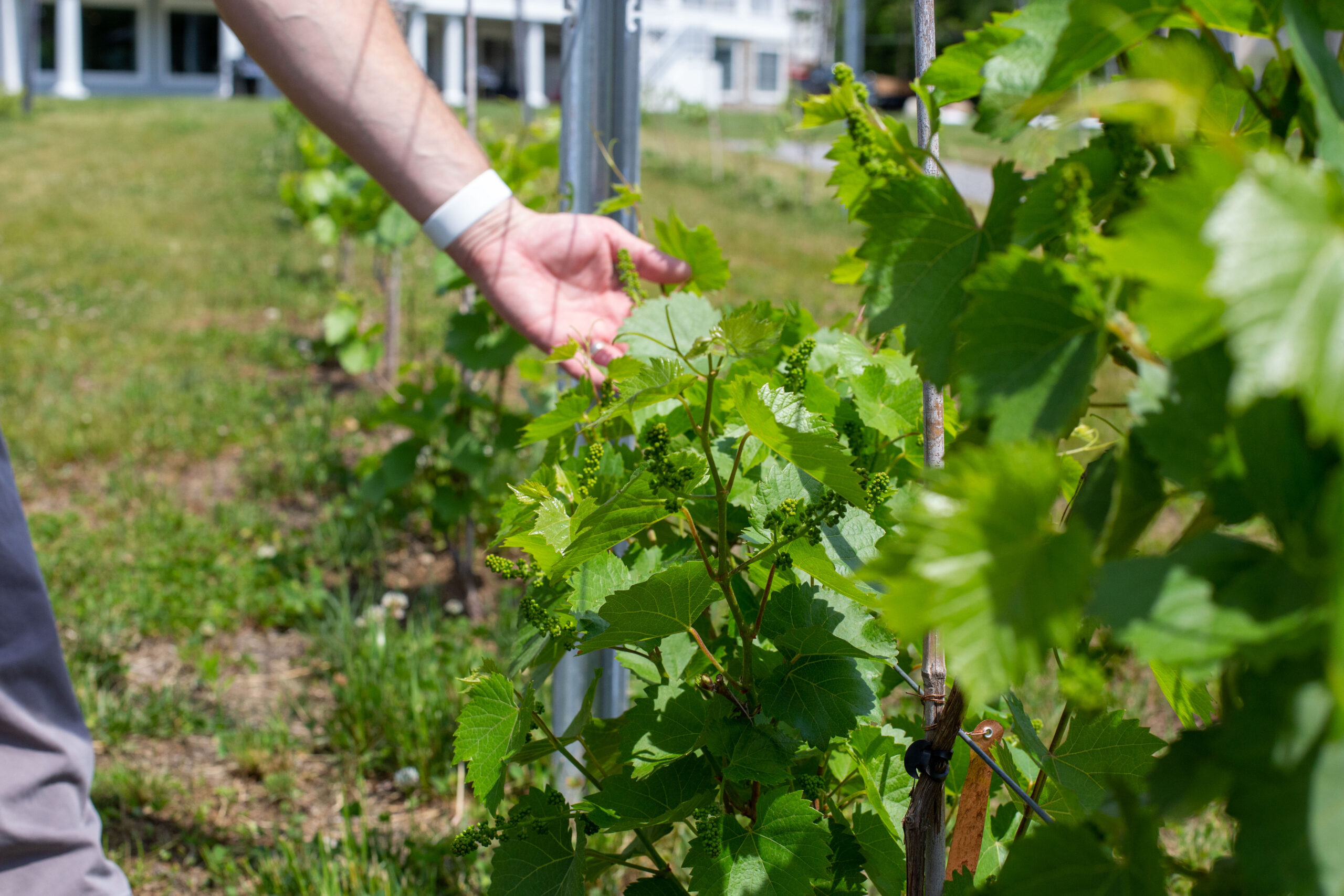 NH Climate for growing grapes