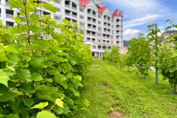 Vineyard at Seven Birches Winery Vineyard at Seven Birches Winery