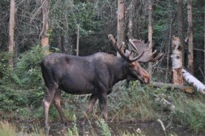Pemi Valley Moose Tours - Seven Birches Winery Meetup