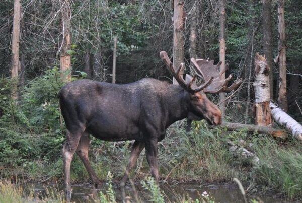 Pemi Valley Moose Tours - Seven Birches Winery Meetup