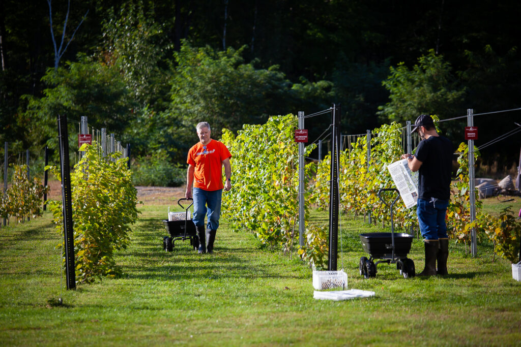 Seven Birches Harvest Mark Nate Vineyard