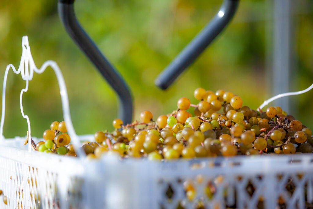 Seven Birches Close Up White Grapes Harvest