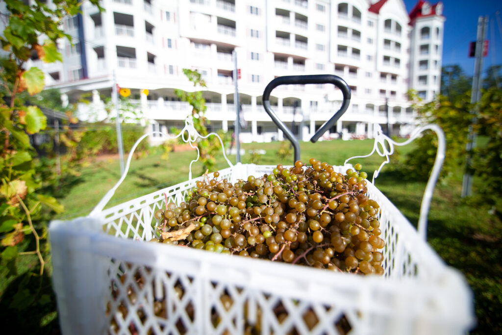 Seven Birches White Grapes RiverWalk Resort 2