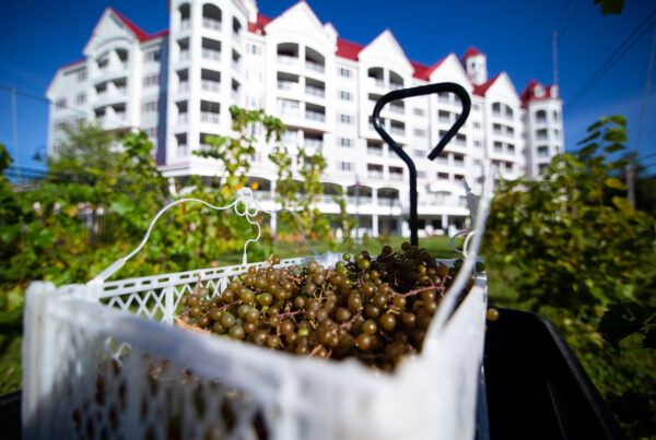 RiverWalk Resort Vineyard Harvest