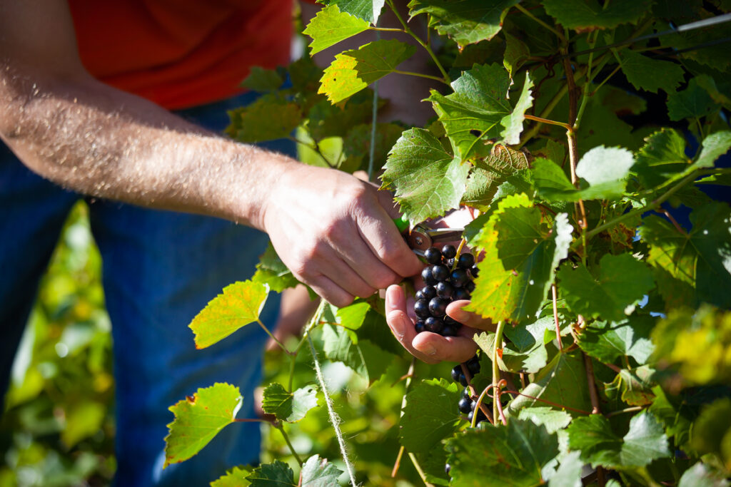 Picking Red Grapes Close Up