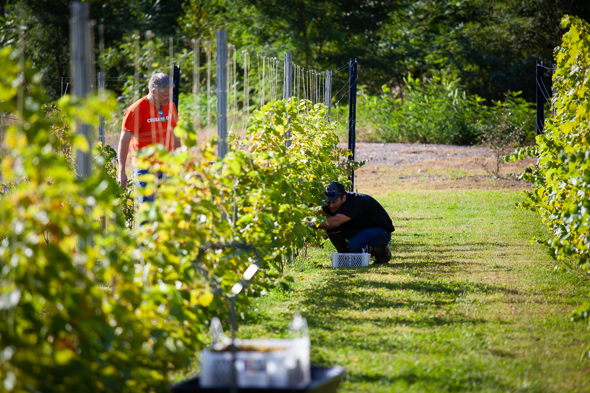 First Harvest of the Vineyard at Seven Birches