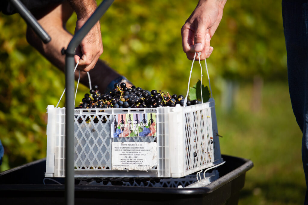 Seven Birches Red Grapes First Harvest 2