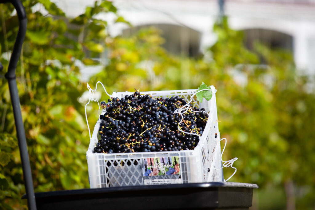 Seven Birches Red Grapes First Harvest